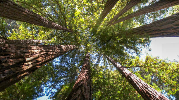 Best Tree Fertilization  in Manchester, KY