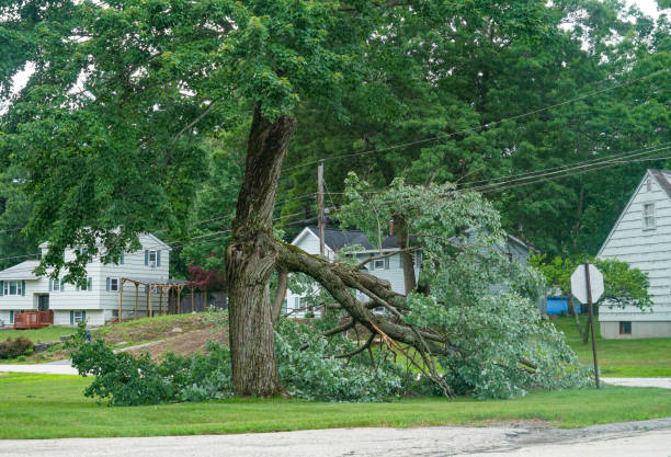 Best Palm Tree Trimming  in Manchester, KY