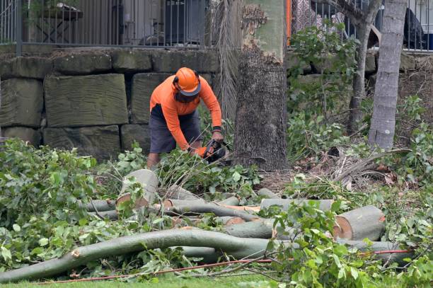 Best Tree Risk Assessment  in Manchester, KY
